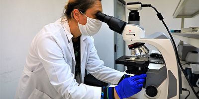 Yerel Tohumlar Laboratuvarlarda Test Ediliyor 